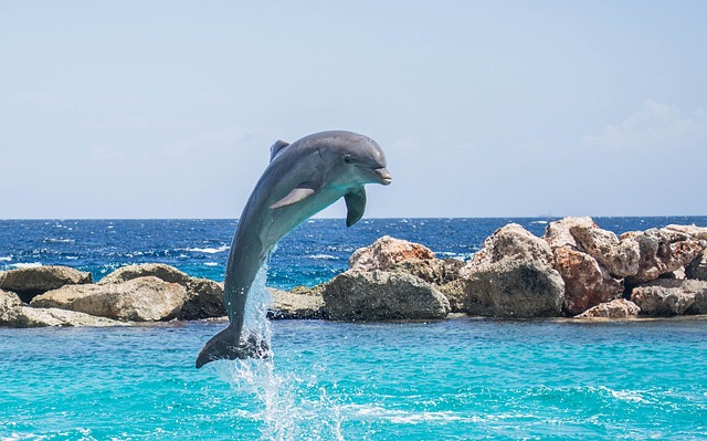 Die heilsame Kraft der Delfine