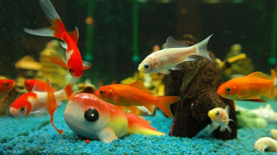 Goldfische im Aquarium Goldfische im Aquarium