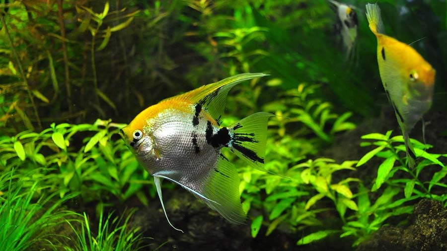 Aquarienfische: Eine gute Wahl als Haustiere