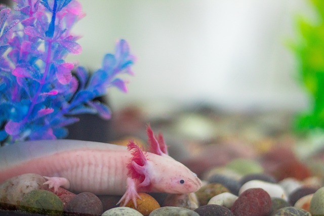 Die ungewöhnlichen Eigenschaften des Axolotls