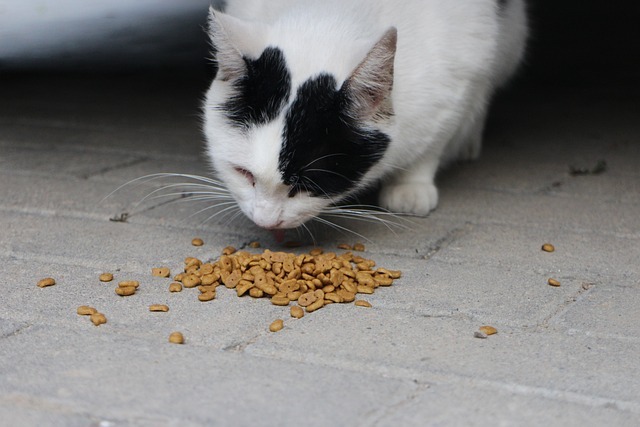 Die Vor- und Nachteile von verschiedenen Katzenfutter-Arten