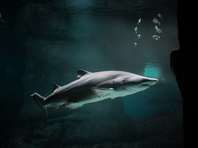 Die Bedeutung von Haie für unsere Ökosysteme.
