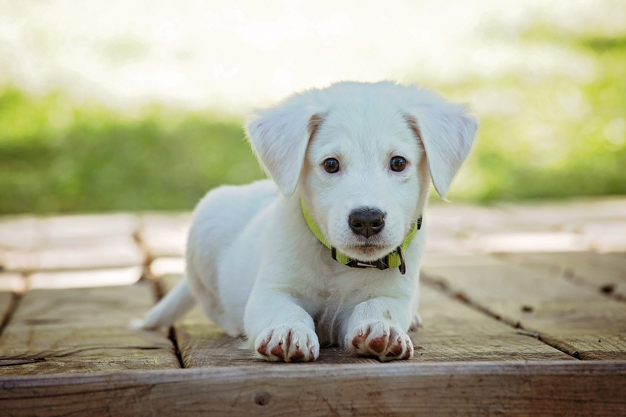 Wie Sie Ihrem Hund eine glückliche Zukunft schenken