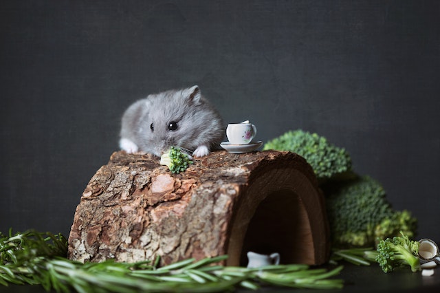Ein Hamster macht dein Leben bunter: Warum es sich lohnt, einen zu halten