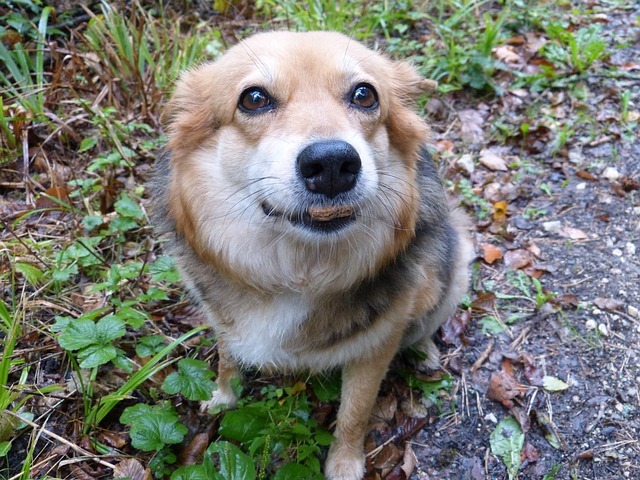 Selbstgemachte Hundekekse: einfach und lecker!