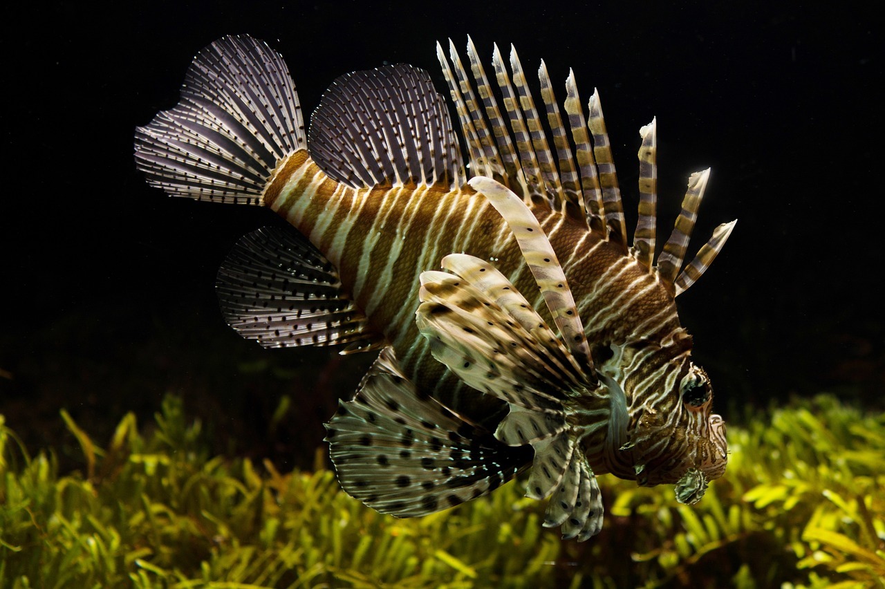 Wie oft macht man einen Wasserwechsel im Aquarium?