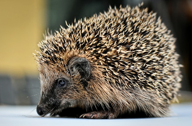 Tiere mit I am Anfang - ein Igel