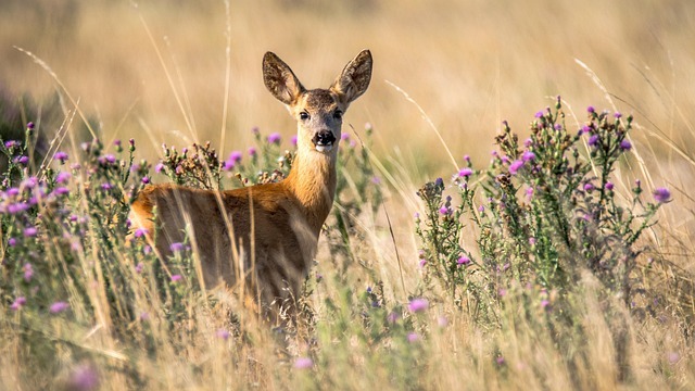 Tiere mit R am Anfang