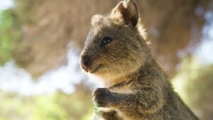 Tier mit Anfangsbuchstabe Q - ein Quokka