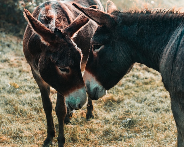 Tiere mit E am Anfang