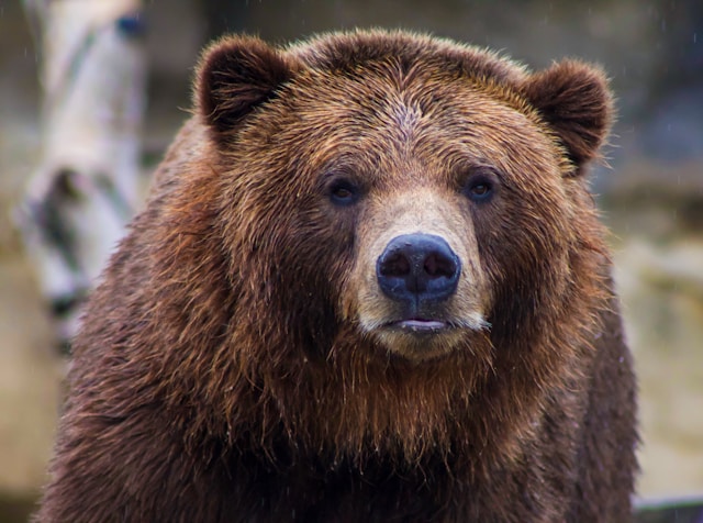 Tiere mit B - als Beispiel ein Braunbär