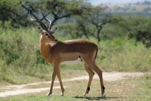 Tier mit Anfangsbuchstabe I - eine Impala-Antilope