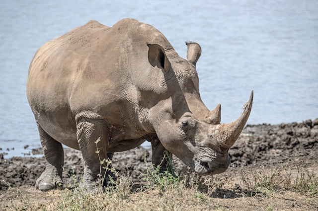 Tiere mit N am Anfang - ein Nashorn