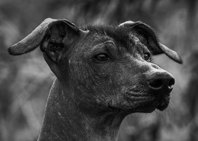Tiere mit X am Anfang