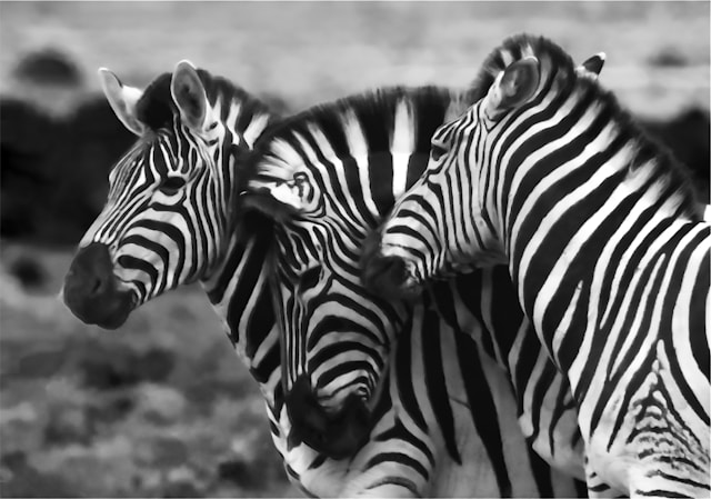 Tiere mit Z am Anfang - ein Zebra