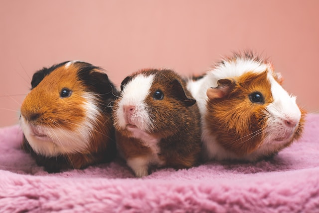 Tier mit M am Anfang - Bild von drei Meerschweinchen