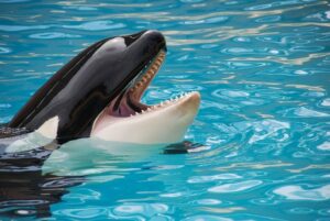 Tier mit Anfangsbuchstabe O - ein Orca