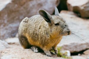 Tier mit V am Anfang - ein Viscacha