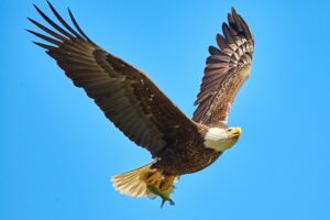 Tiere mit Anfangsbuchstabe A: Ein Adler