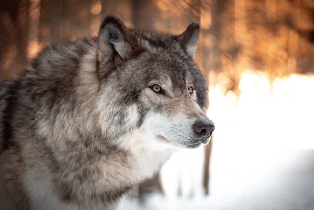 Tiere mit W am Anfang