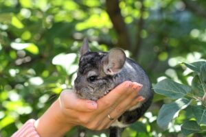 Tier mit Anfangsbuchstabe C - Bild eines Chinchilla