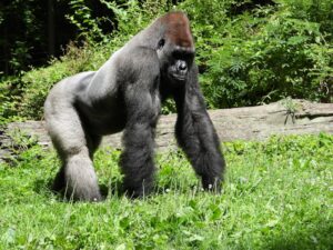 Tier mit Anfangsbuchstabe G - ein Gorilla