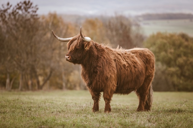 Tiere mit Y am Anfang