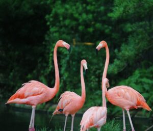 Tier mit Anfangsbuchstabe F - ein Flamingo