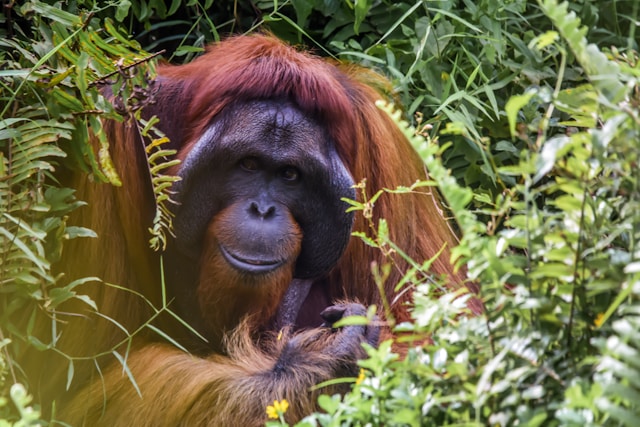 Tiere mit O am Anfang - ein Orang-Utan