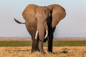Tier mit Anfangsbuchstaben E - ein Elefant