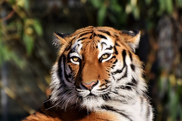 Tiere mit T am Anfang