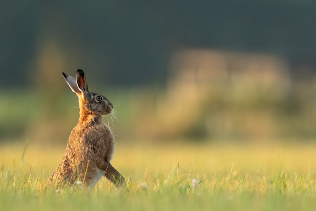 Tiere mit H am Anfang - ein Hase