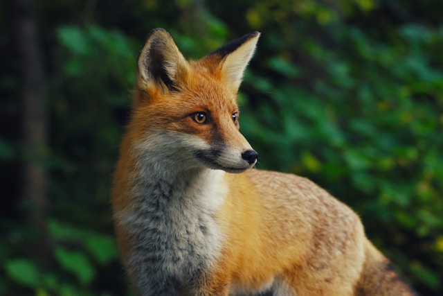 Tiere mit F - ein Fuchs