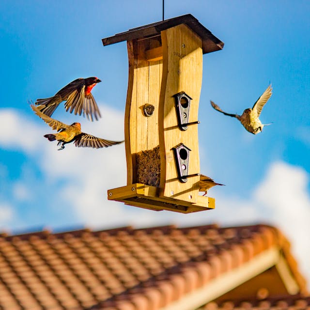 Vögel: Eine Bereicherung für jeden Garten